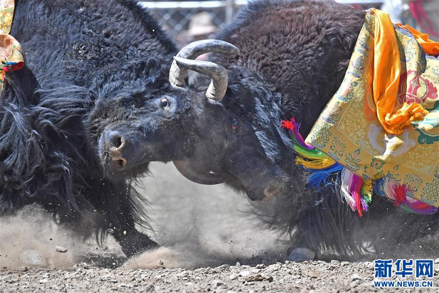 （社會(huì)）（2）牦牛間的決斗