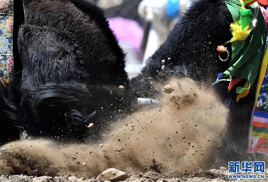 （社會(huì)）（3）牦牛間的決斗