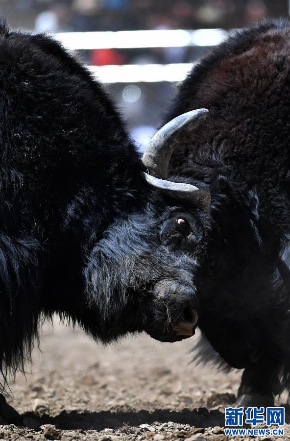 （社會(huì)）（4）牦牛間的決斗