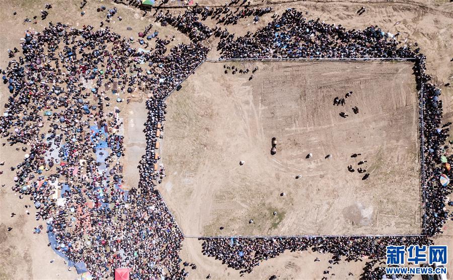 （社會(huì)）（5）牦牛間的決斗