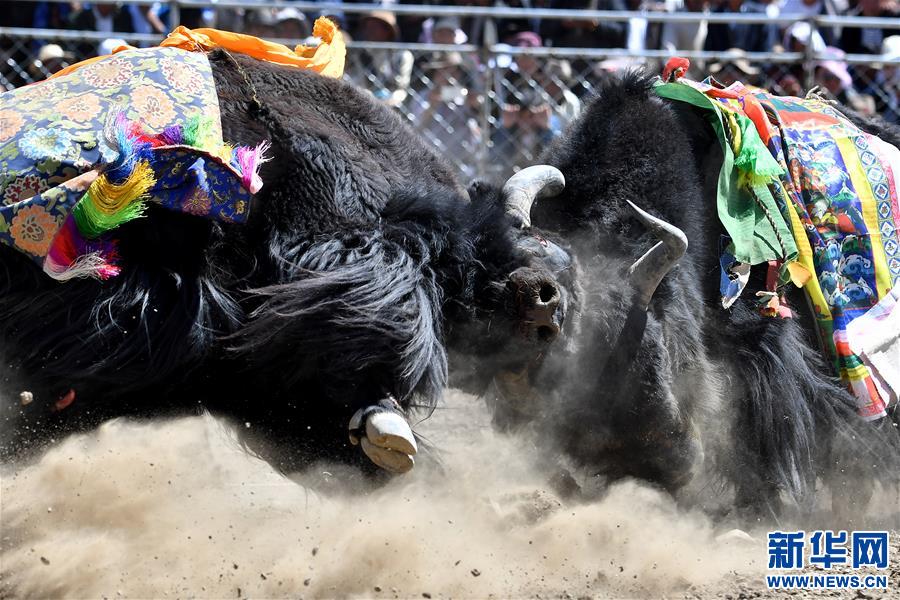 （社會(huì)）（8）牦牛間的決斗