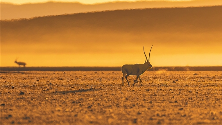 寥廓羌塘 生靈福地